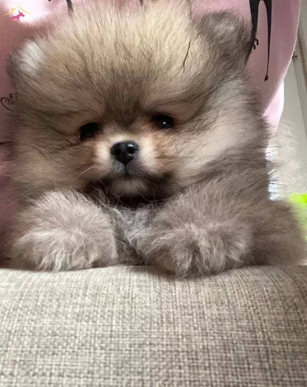 Gerçek Pomeranianboo Isteyenler