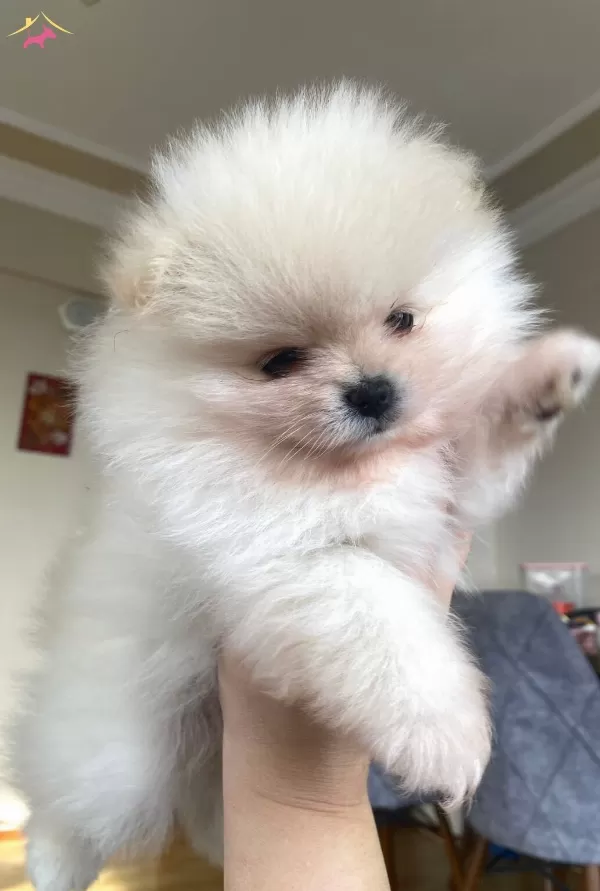 Gerçek Pomeranianboo Isteyenler