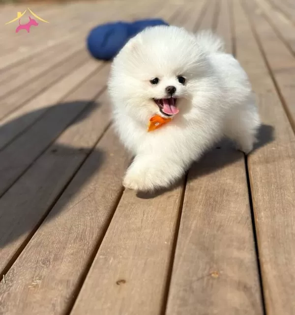 Gerçek Pomeranianboo Isteyenler
