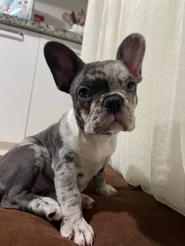 Yaramaz French Bulldoglar Yeni Ailesini Arıyor