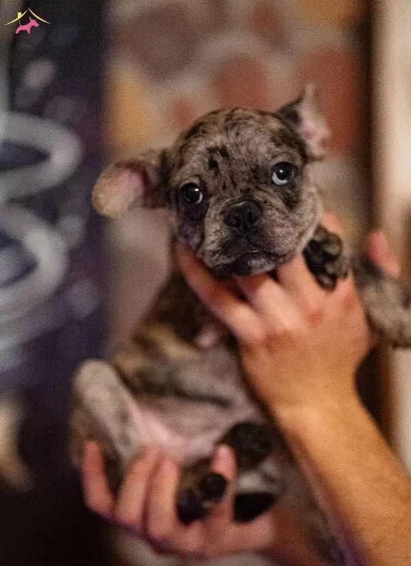 Yaramaz French Bulldoglar Yeni Ailesini Arıyor