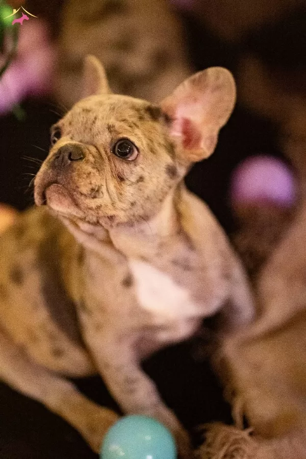 Yaramaz French Bulldoglar Yeni Ailesini Arıyor