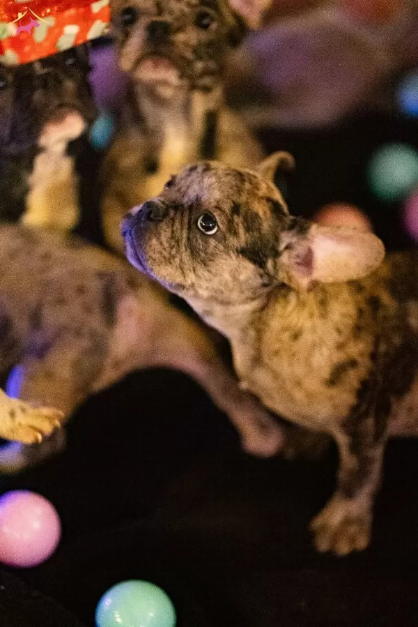 Yaramaz French Bulldoglar Yeni Ailesini Arıyor