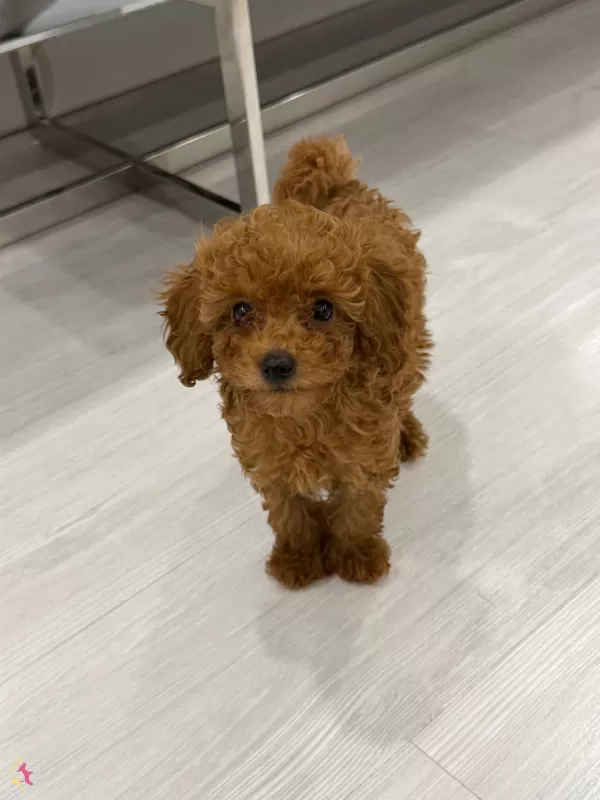 Guzeller Guzeli Toy Poodle Yavruları