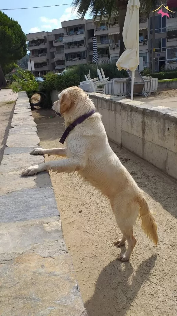 Golden Beyaz Ve Yavrusu