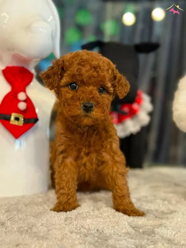 kıpkırmızı Red Toy Poodle Sevimli Yavrular