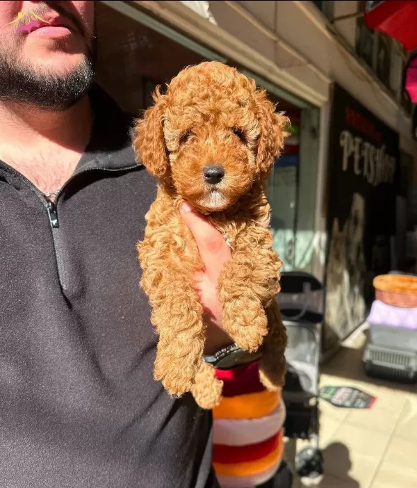 kıpkırmızı Red Toy Poodle Sevimli Yavrular