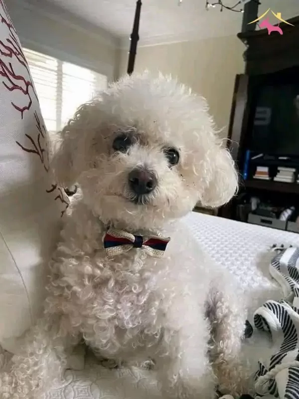 Maltese Terrier Cinsi Ev Uretimi Yavrular