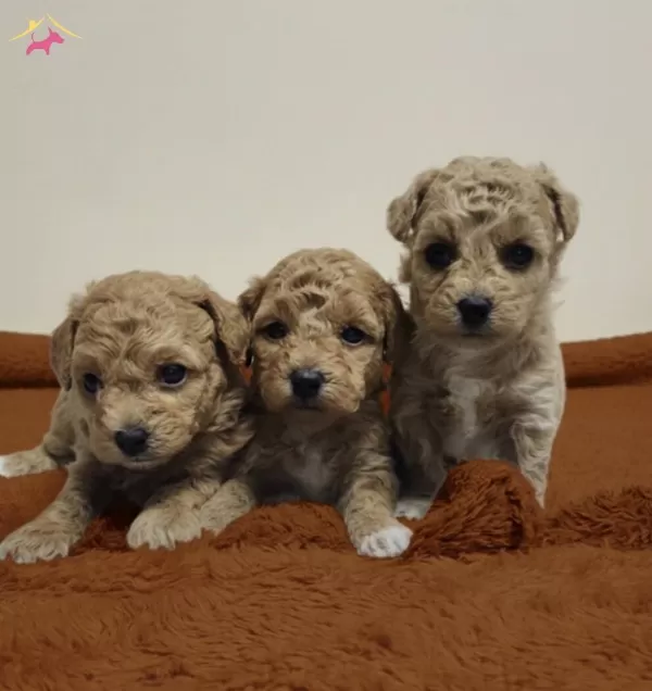 Akıl Kupleri Renk Renk Poodle Bebekler