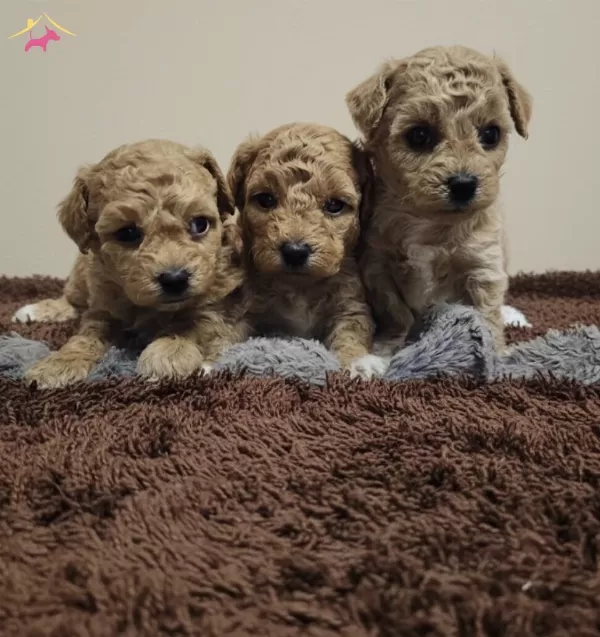 Akıl Kupleri Renk Renk Poodle Bebekler
