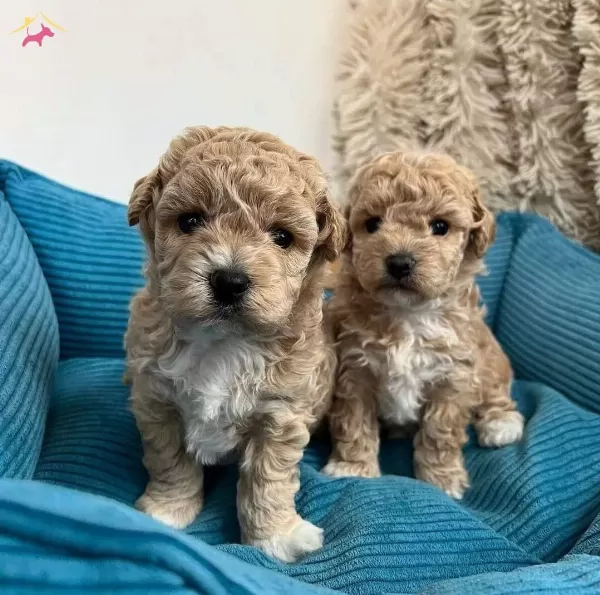 Maltipoo Cinsi Kahve Tonlu Yavrular