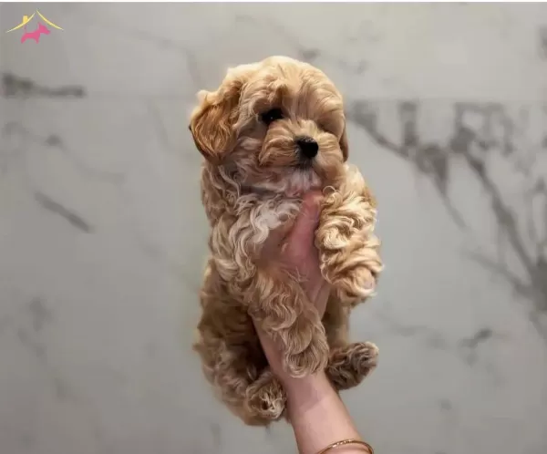 Maltipoo Cinsi Kahve Tonlu Yavrular