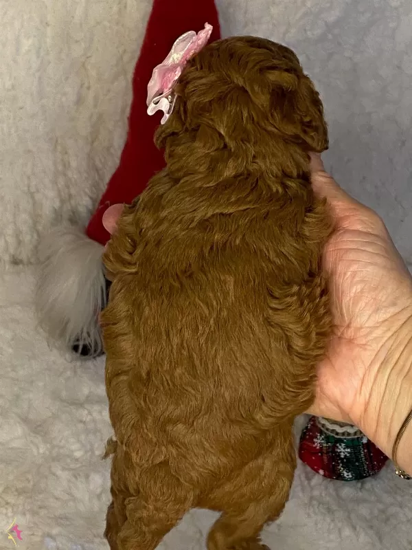 Daire Yasamına Uyumlu Toy Poodle Yavrumuza Ev Arıyoruz