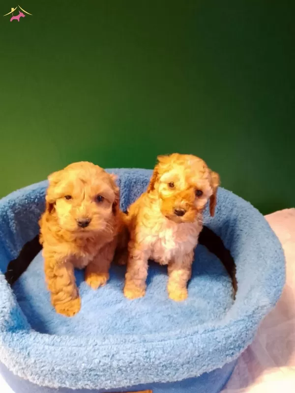 A Kalite Maltipoo Yavrularımız