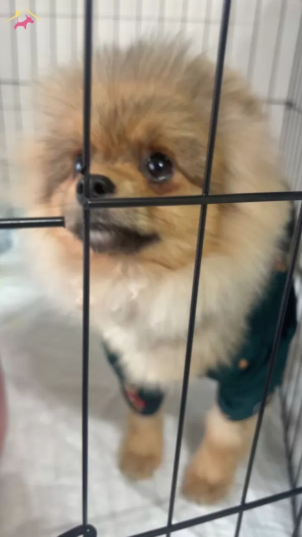 Ayı Surat Pomeranian Boo
