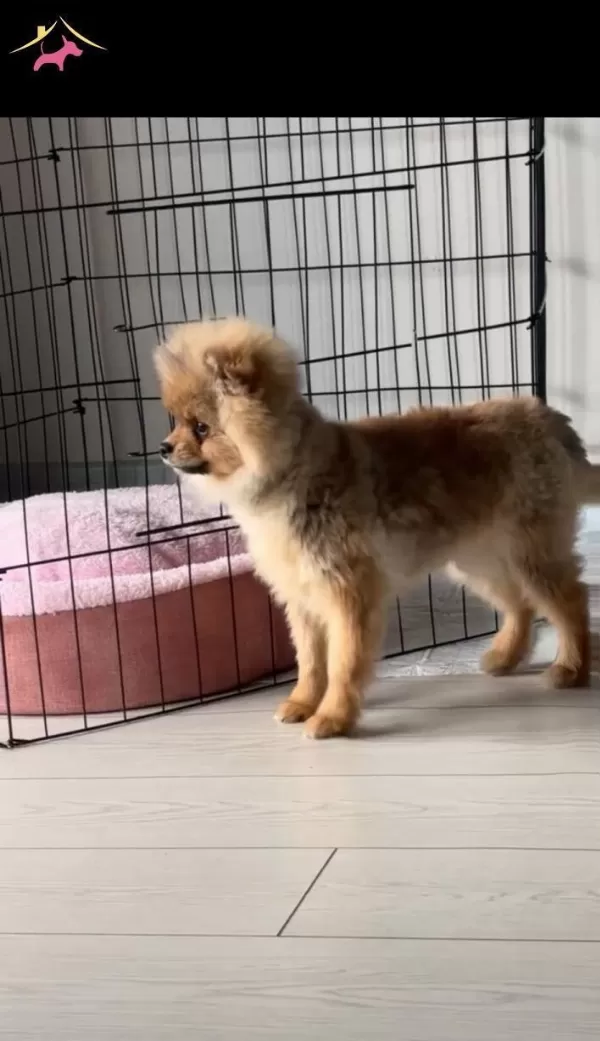 Ayı Surat Pomeranian Boo