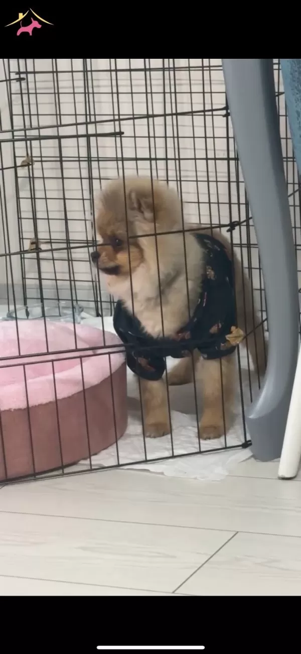 Ayı Surat Pomeranian Boo
