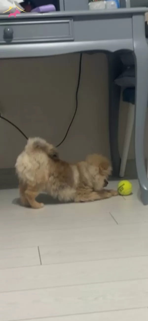 Ayı Surat Pomeranian Boo