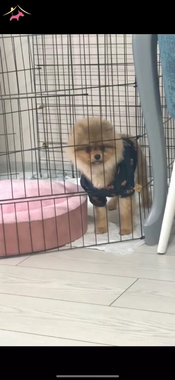 Ayı Surat Pomeranian Boo