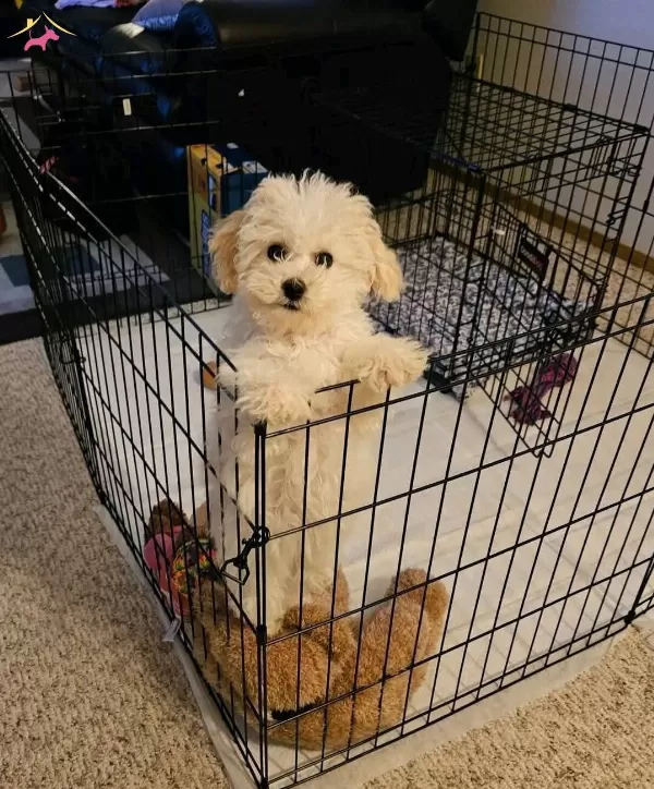 Maltese Terrier Cinsi Ev Uretimi
