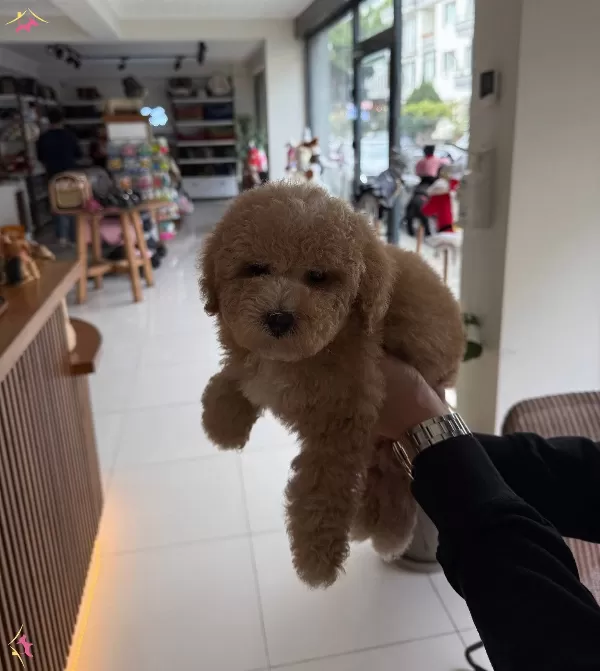 Erkek Yavru Minyatür Toy Poodle