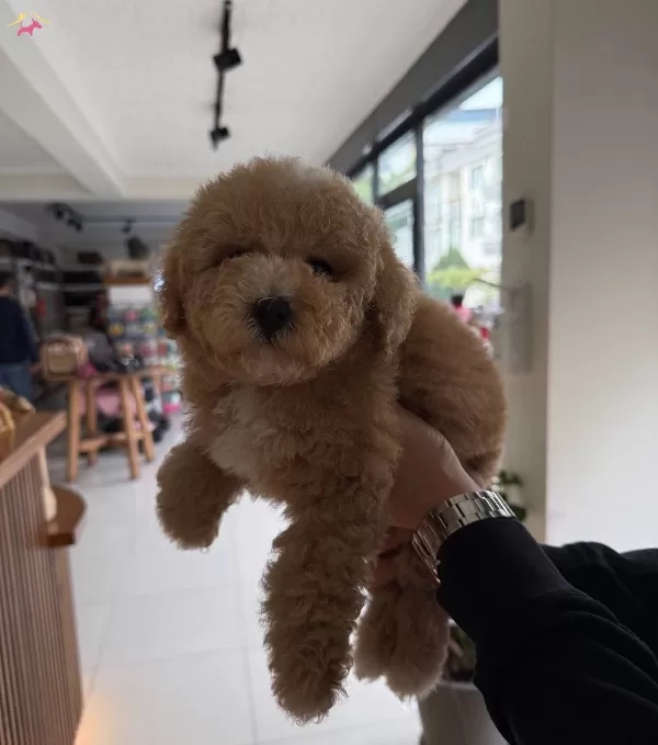 Erkek Yavru Minyatür Toy Poodle