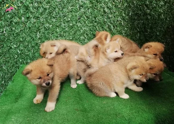 Japon Akita Yavrularımız