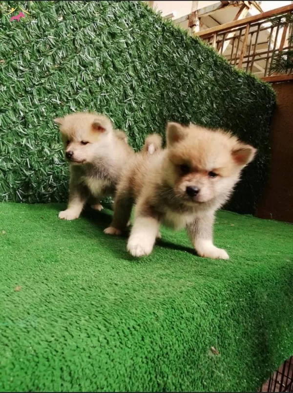Japon Akita Yavrularımız