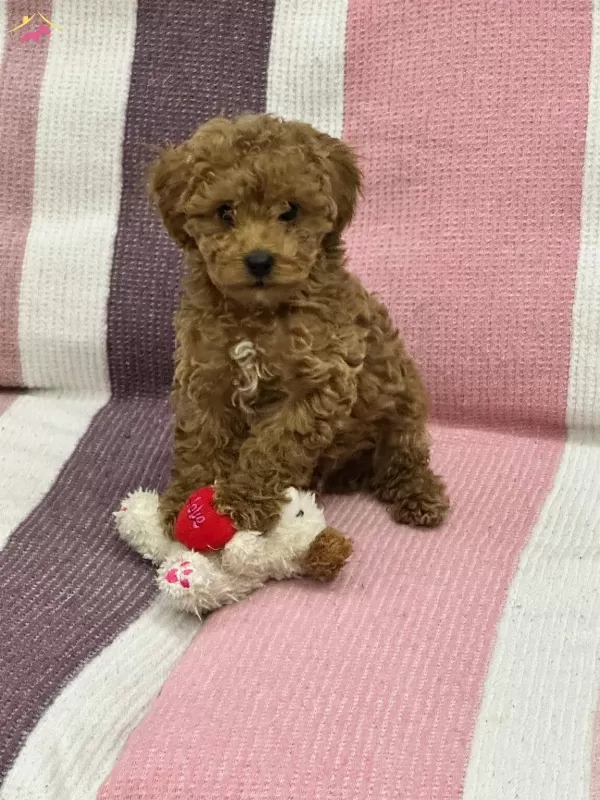 Oyuncak Gibi Sevimli Aile Dostu Poddle Yei Yuvasını Arıyor