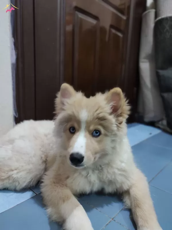 Gozleri Masmavi Akita Yavrumuz Yuva Arıyor