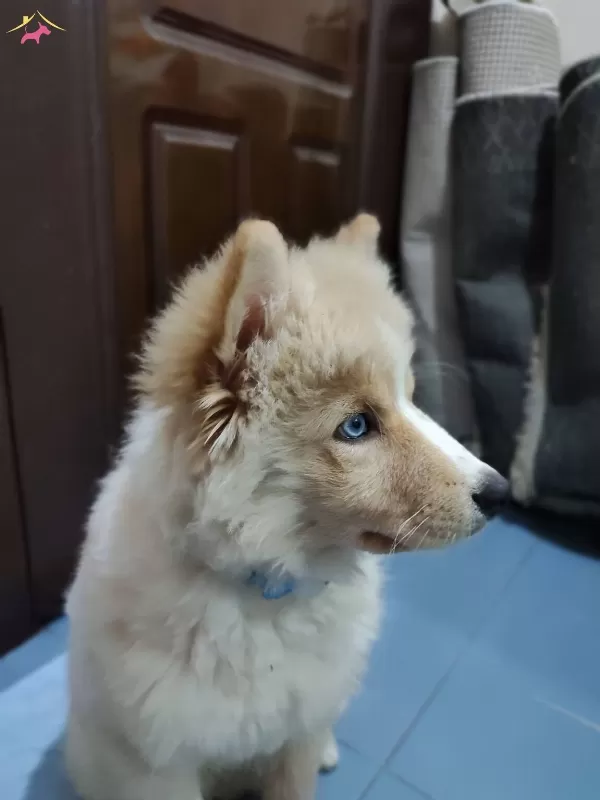 Gozleri Masmavi Akita Yavrumuz Yuva Arıyor