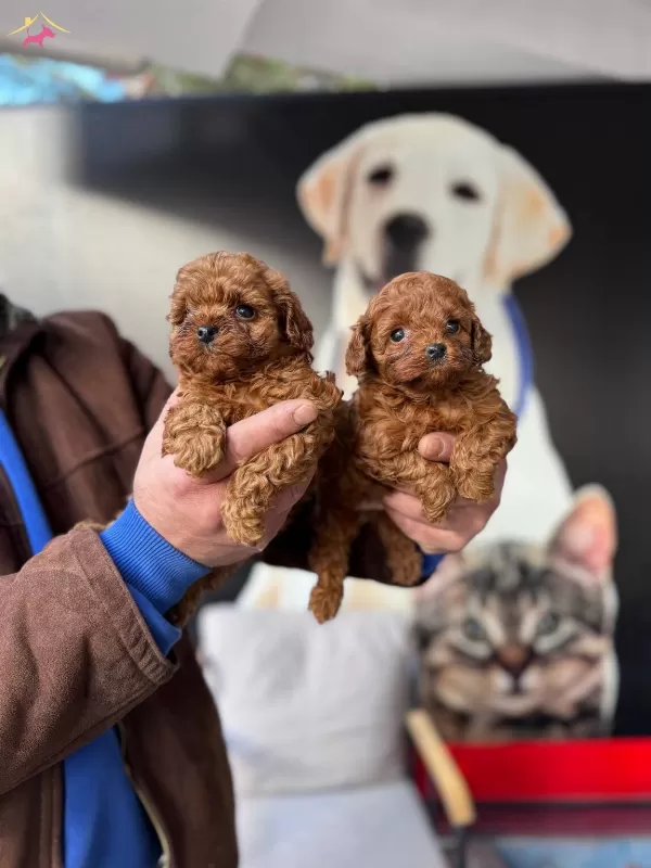 Kore Gerçek Teacup Orjinal Toy Poodle Bebekler
