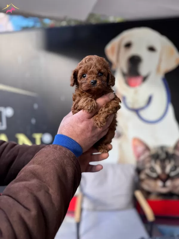 Kore Gerçek Teacup Orjinal Toy Poodle Bebekler