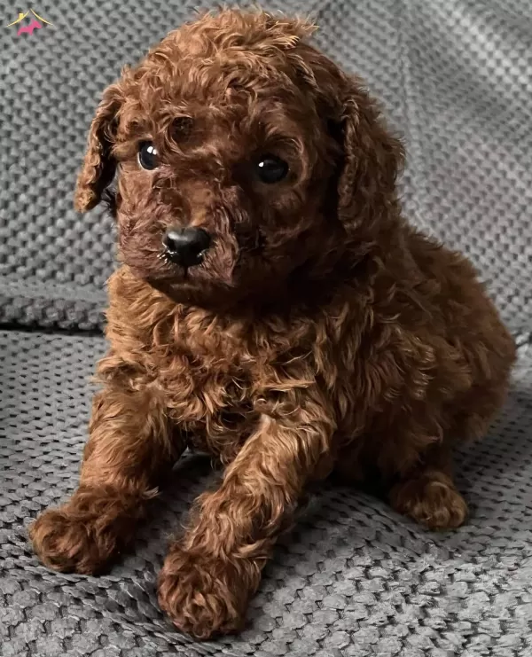 Sevimli Toy Poodle Yavrumuz