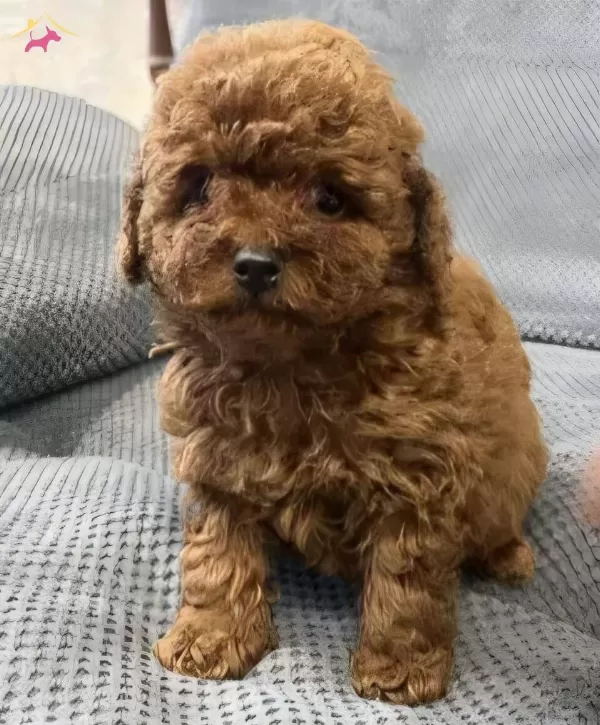 Sevimli Toy Poodle Yavrumuz
