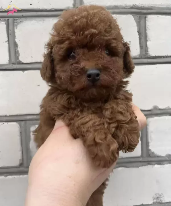 Sevimli Toy Poodle Yavrumuz