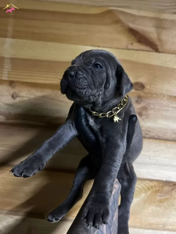 Cane Corso Yavrular