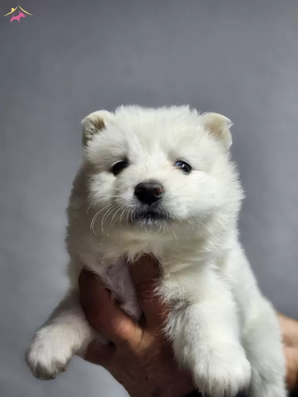 Ayı Surat Samoyed Bebeklerimiz