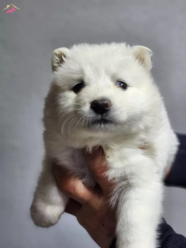 Ayı Surat Samoyed Bebeklerimiz