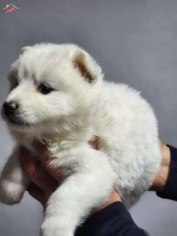 Ayı Surat Samoyed Bebeklerimiz