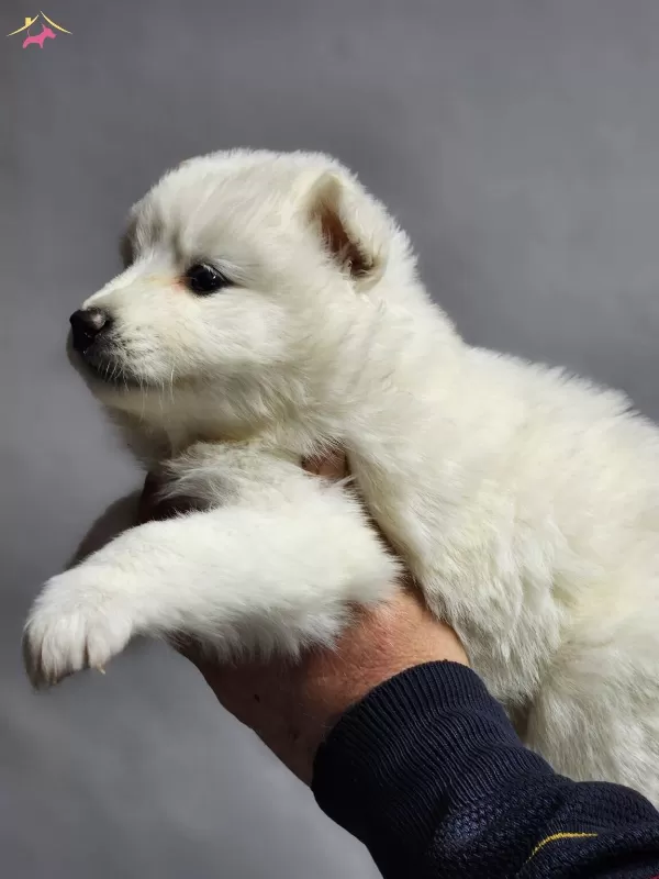 Ayı Surat Samoyed Bebeklerimiz