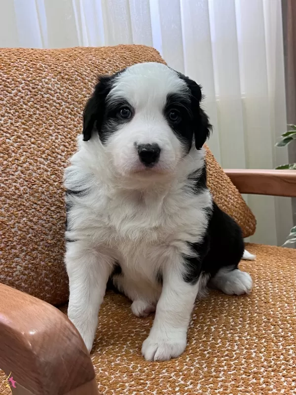 Birbirinden Akıllı Border Collie Yavrularımız