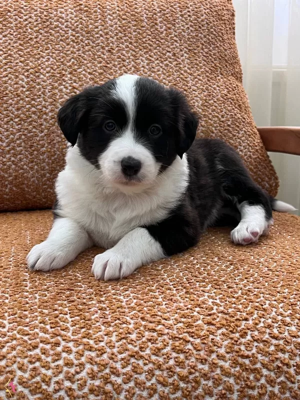 Birbirinden Akıllı Border Collie Yavrularımız