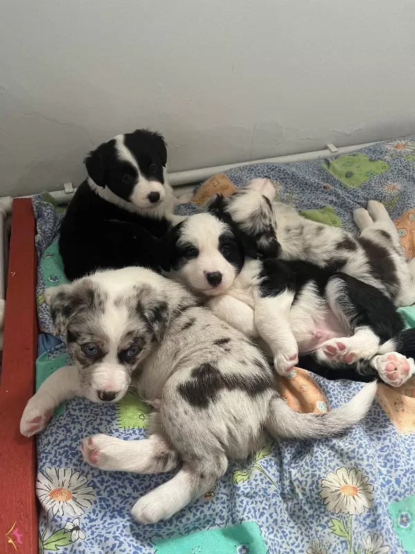 Birbirinden Akıllı Border Collie Yavrularımız