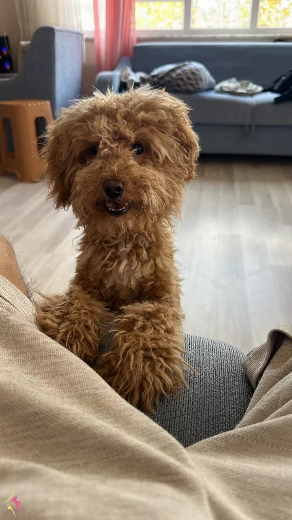 6 Aylık Tuvalet Ve Komut Eğitimli Erkek Toy Poodle