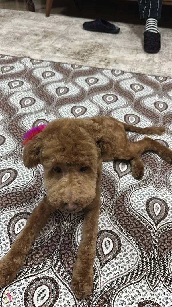 6 Aylık Tuvalet Ve Komut Eğitimli Erkek Toy Poodle