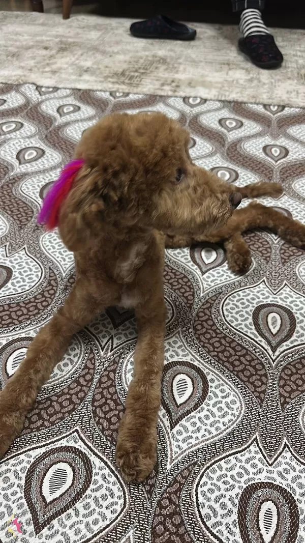 6 Aylık Tuvalet Ve Komut Eğitimli Erkek Toy Poodle
