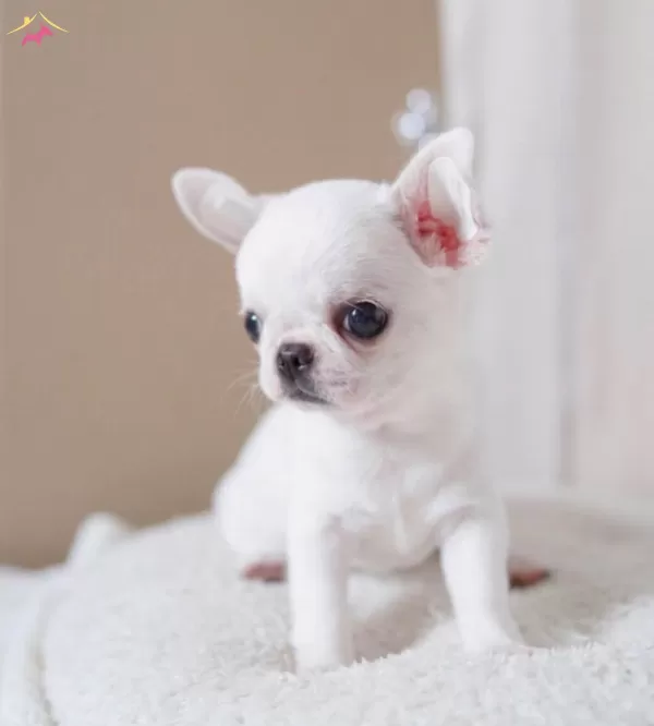 Mini Teacup Elma Kafa Chihuahua Bebeklerimiz