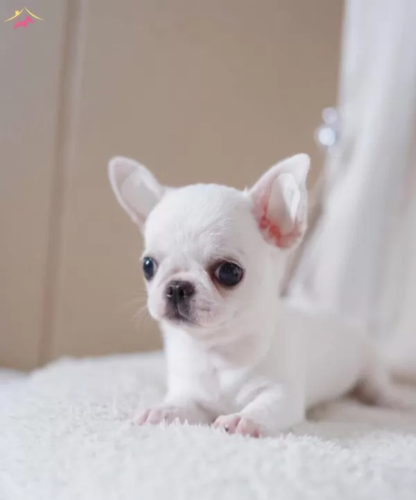 Mini Teacup Elma Kafa Chihuahua Bebeklerimiz