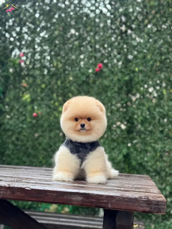 Ayıcık Surat Pomeranian Boo Yavrular